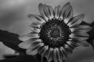 写真作品