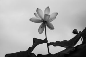 写真作品