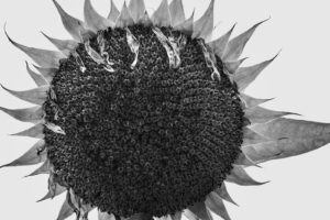 写真作品