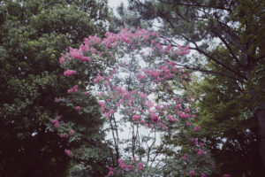写真作品