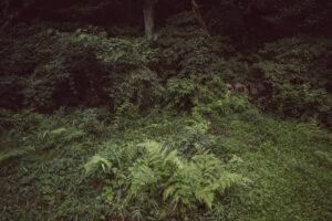 写真作品