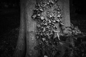 写真作品