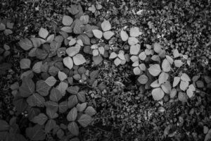 写真作品