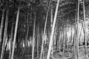 写真作品