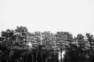 写真作品